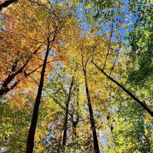 Photo of SOLD!!  271.34 Ac of Neuse Riverfront Farm & Timber Land For Sale in Craven Co NC!