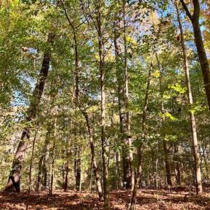 Photo of SOLD!!  271.34 Ac of Neuse Riverfront Farm & Timber Land For Sale in Craven Co NC!