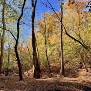 Photo of SOLD!!  271.34 Ac of Neuse Riverfront Farm & Timber Land For Sale in Craven Co NC!