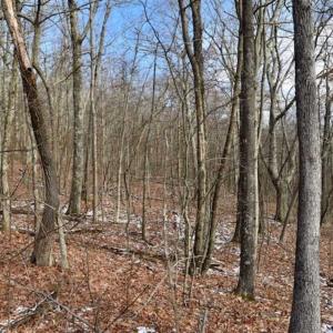 Photo of UNDER CONTRACT!!  208 Acres of Hunting and Recreational Land For Sale in Bland County VA!
