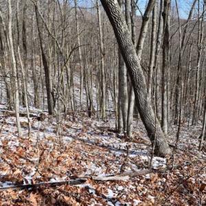 Photo of UNDER CONTRACT!!  208 Acres of Hunting and Recreational Land For Sale in Bland County VA!