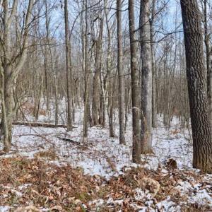 Photo of UNDER CONTRACT!!  208 Acres of Hunting and Recreational Land For Sale in Bland County VA!