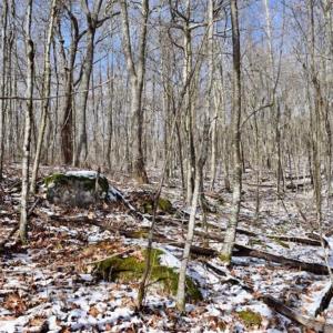 Photo of UNDER CONTRACT!!  208 Acres of Hunting and Recreational Land For Sale in Bland County VA!