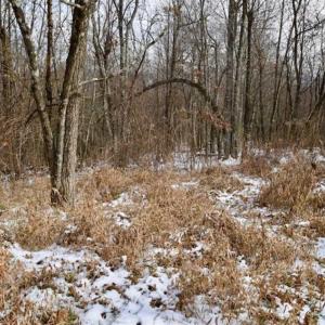 Photo of UNDER CONTRACT!!  208 Acres of Hunting and Recreational Land For Sale in Bland County VA!
