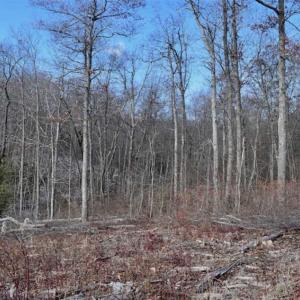 Photo of UNDER CONTRACT!!  208 Acres of Hunting and Recreational Land For Sale in Bland County VA!