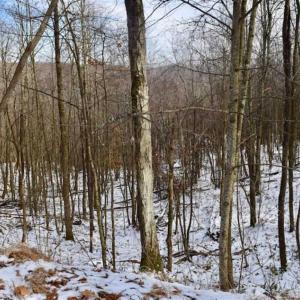 Photo of UNDER CONTRACT!!  208 Acres of Hunting and Recreational Land For Sale in Bland County VA!