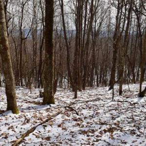 Photo of UNDER CONTRACT!!  208 Acres of Hunting and Recreational Land For Sale in Bland County VA!
