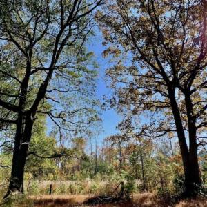 Photo of SOLD!!  27 Acres of Hunting and Timber Land For Sale in Lenoir County NC!