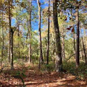 Photo of SOLD!!  27 Acres of Hunting and Timber Land For Sale in Lenoir County NC!