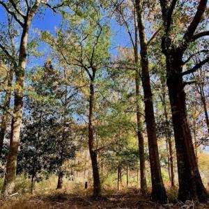 Photo of SOLD!!  27 Acres of Hunting and Timber Land For Sale in Lenoir County NC!