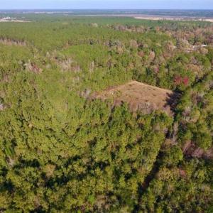 Photo of SOLD!!  27 Acres of Hunting and Timber Land For Sale in Lenoir County NC!