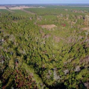 Photo of SOLD!!  27 Acres of Hunting and Timber Land For Sale in Lenoir County NC!