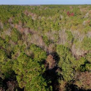 Photo of SOLD!!  27 Acres of Hunting and Timber Land For Sale in Lenoir County NC!