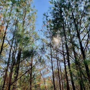 Photo of SOLD!!  27 Acres of Hunting and Timber Land For Sale in Lenoir County NC!