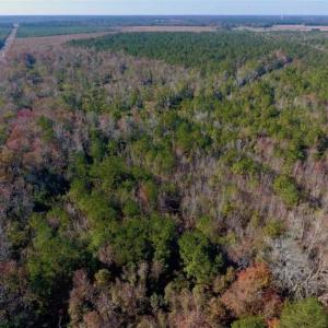 Photo of SOLD!!  27 Acres of Hunting and Timber Land For Sale in Lenoir County NC!