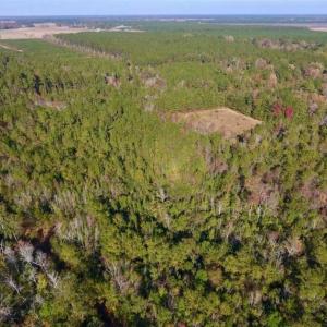 Photo of SOLD!!  27 Acres of Hunting and Timber Land For Sale in Lenoir County NC!