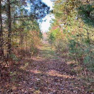 Photo of SOLD!!  27 Acres of Hunting and Timber Land For Sale in Lenoir County NC!