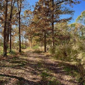 Photo of SOLD!!  27 Acres of Hunting and Timber Land For Sale in Lenoir County NC!