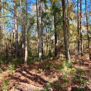 Photo of SOLD!!  27 Acres of Hunting and Timber Land For Sale in Lenoir County NC!