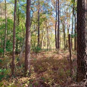 Photo of SOLD!!  27 Acres of Hunting and Timber Land For Sale in Lenoir County NC!