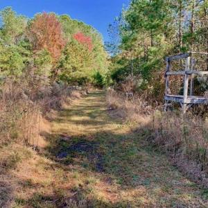 Photo of SOLD!!  27 Acres of Hunting and Timber Land For Sale in Lenoir County NC!