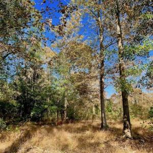 Photo of SOLD!!  27 Acres of Hunting and Timber Land For Sale in Lenoir County NC!