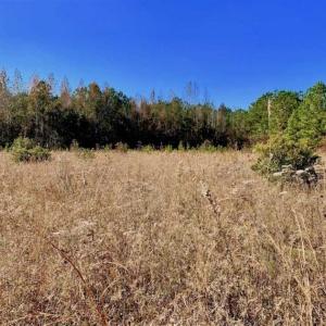 Photo of SOLD!!  27 Acres of Hunting and Timber Land For Sale in Lenoir County NC!