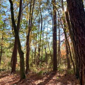 Photo of SOLD!!  27 Acres of Hunting and Timber Land For Sale in Lenoir County NC!