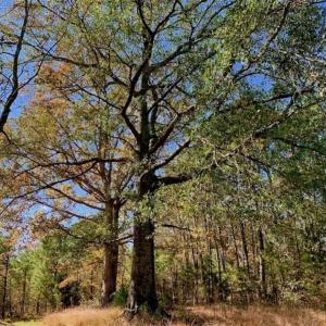 Photo of SOLD!!  27 Acres of Hunting and Timber Land For Sale in Lenoir County NC!