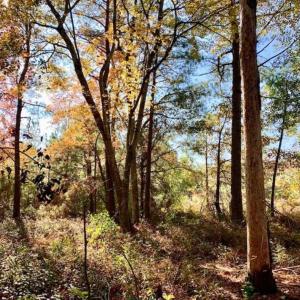 Photo of SOLD!!  27 Acres of Hunting and Timber Land For Sale in Lenoir County NC!