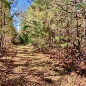 Photo of SOLD!!  27 Acres of Hunting and Timber Land For Sale in Lenoir County NC!
