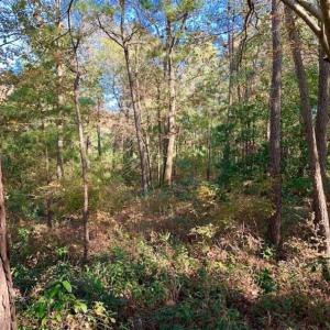 Photo of SOLD!!  27 Acres of Hunting and Timber Land For Sale in Lenoir County NC!