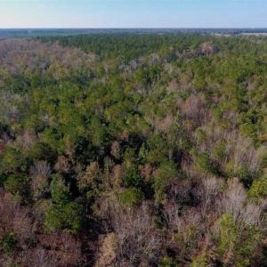 Photo of SOLD!!  27 Acres of Hunting and Timber Land For Sale in Lenoir County NC!