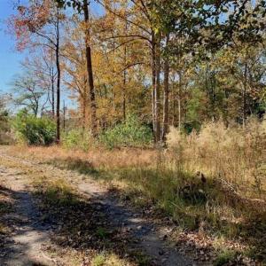 Photo of SOLD!!  27 Acres of Hunting and Timber Land For Sale in Lenoir County NC!