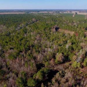 Photo of SOLD!!  27 Acres of Hunting and Timber Land For Sale in Lenoir County NC!