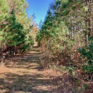 Photo of SOLD!!  27 Acres of Hunting and Timber Land For Sale in Lenoir County NC!
