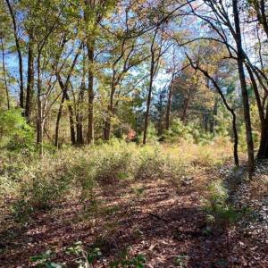 Photo of SOLD!!  27 Acres of Hunting and Timber Land For Sale in Lenoir County NC!