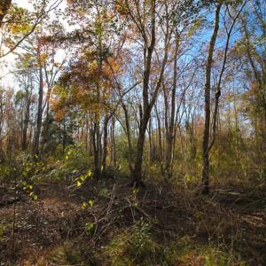 Photo of SOLD!!  65 Acres of Hunting Land with Home For Sale in Hyde County NC!