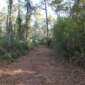 Photo of SOLD!!  65 Acres of Hunting Land with Home For Sale in Hyde County NC!