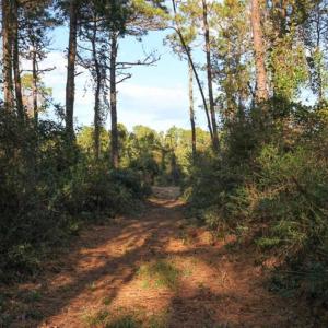 Photo of SOLD!!  65 Acres of Hunting Land with Home For Sale in Hyde County NC!