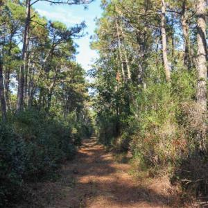 Photo of SOLD!!  65 Acres of Hunting Land with Home For Sale in Hyde County NC!