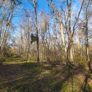 Photo of SOLD!!  65 Acres of Hunting Land with Home For Sale in Hyde County NC!
