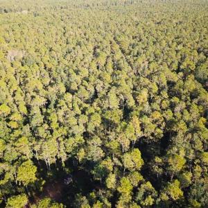 Photo of SOLD!!  65 Acres of Hunting Land with Home For Sale in Hyde County NC!