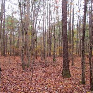 Photo of SOLD!!  10 Acres of Hunting For Sale in Accomack County VA!