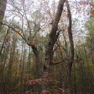Photo of SOLD!!  10 Acres of Hunting For Sale in Accomack County VA!