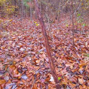 Photo of SOLD!!  10 Acres of Hunting For Sale in Accomack County VA!