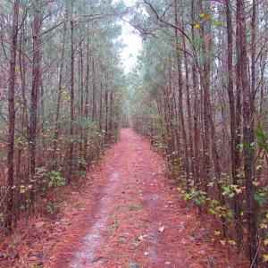 Photo of SOLD!!  10 Acres of Hunting For Sale in Accomack County VA!