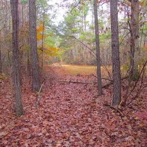 Photo of SOLD!!  10 Acres of Hunting For Sale in Accomack County VA!
