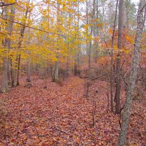 Photo of SOLD!!  10 Acres of Hunting For Sale in Accomack County VA!
