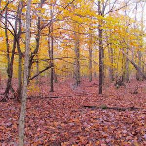 Photo of SOLD!!  10 Acres of Hunting For Sale in Accomack County VA!